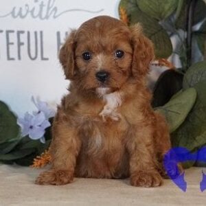Cavapoos : CLICK HERE FOR MORE DETAILS!