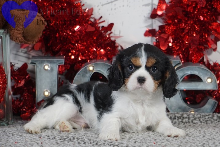 Cavalier King Charles Spaniel Puppies for Sale in Granger Indiana