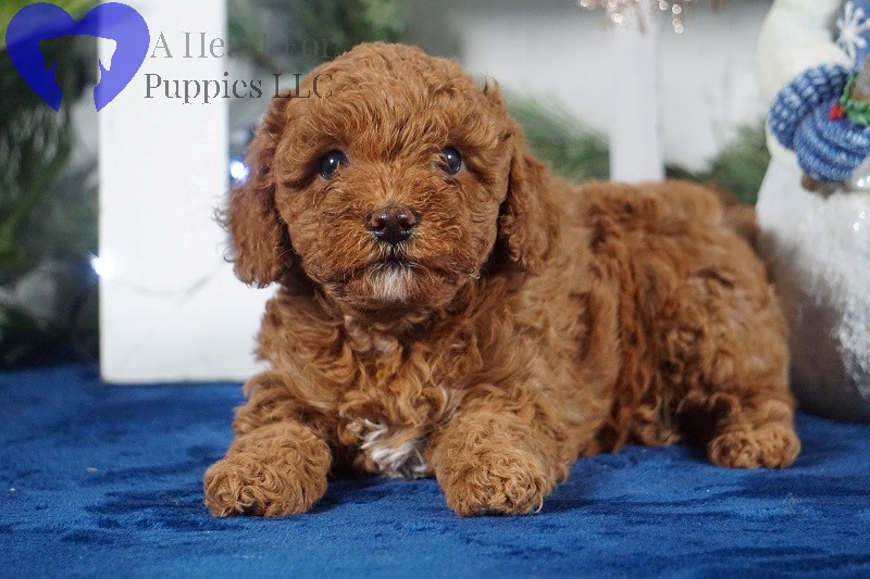 Cavapoo Puppies For Sale Granger & South Bend Indiana at A Heart For Puppies